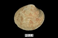 藏品(維納斯簾蛤 )的圖片